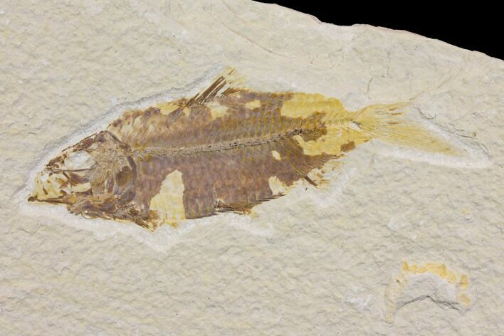Bargain Fossil Fish (Knightia) - Wyoming #150581